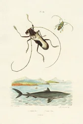 Langhornkäfer